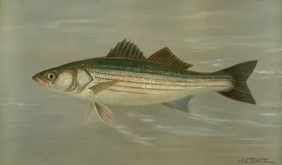 The Striped Bass, Roccus lineatus. by John L. Petrie, 1898 — digital art print download