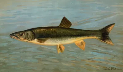 The Striped Mullet, Mugil brasiliensis. by John L. Petrie, 1898 — digital art print download