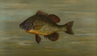 The White or Silver Bass, Roccus chrysops. by John L. Petrie, 1898 — digital art print download