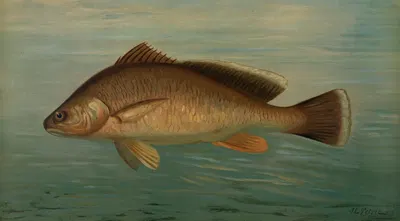 The Yellow Perch, Perca flaverscens. by John L. Petrie, 1898 — digital art print download