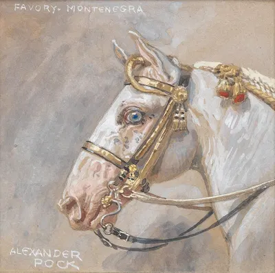 Pferdeporträt Favory Montenegra by Alexander Pock — digital art print download