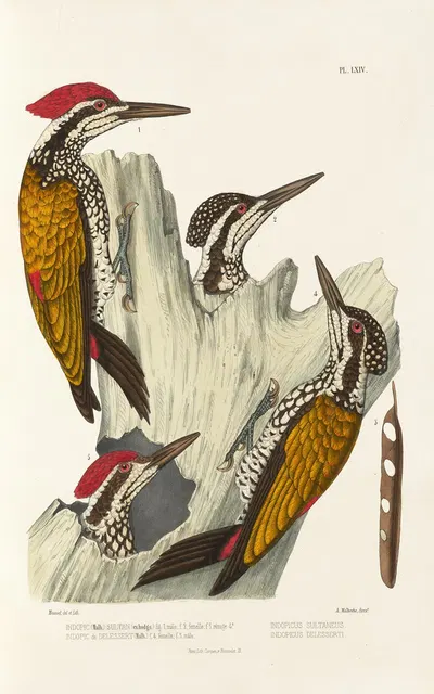 Monographie des picidées pl03 by Alfred Malherbe, 1861-1862 — digital art print download