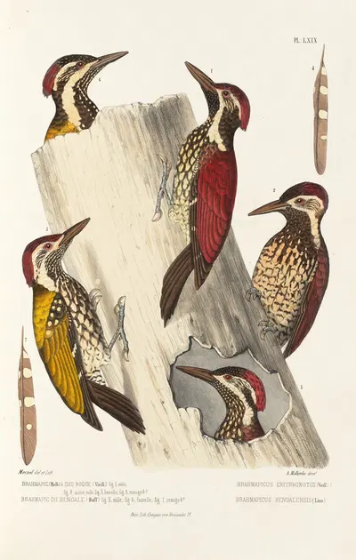 Monographie des picidées pl08 by Alfred Malherbe, 1861-1862 — digital art print download