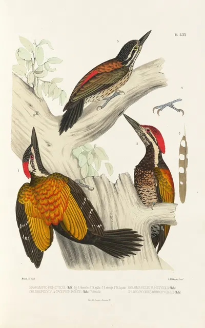 Monographie des picidées pl09 by Alfred Malherbe, 1861-1862 — digital art print download