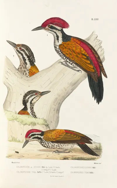 Monographie des picidées pl10 by Alfred Malherbe, 1861-1862 — digital art print download