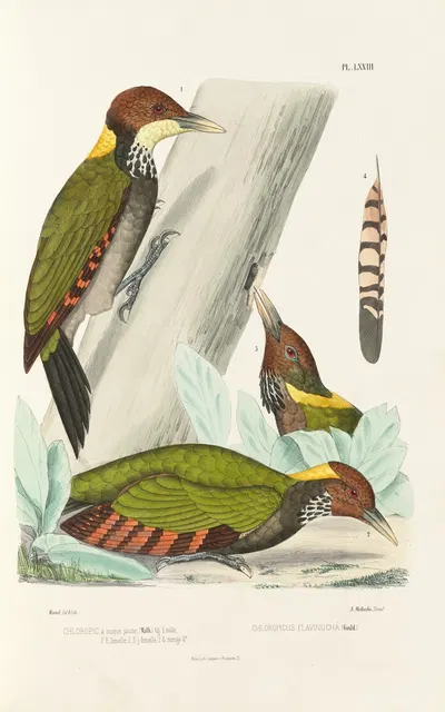 Monographie des picidées pl12 by Alfred Malherbe, 1861-1862 — digital art print download