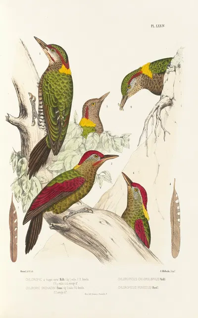 Monographie des picidées pl13 by Alfred Malherbe, 1861-1862 — digital art print download