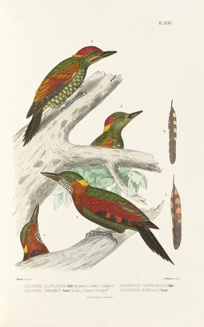 Monographie des picidées pl14 by Alfred Malherbe, 1861-1862 — digital art print download