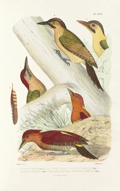 Monographie des picidées pl15 by Alfred Malherbe, 1861-1862 — digital art print download