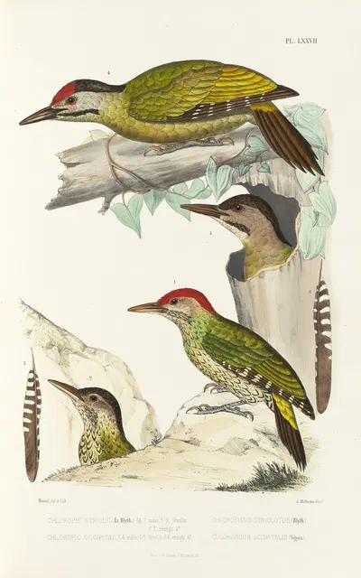 Monographie des picidées pl16 by Alfred Malherbe, 1861-1862 — digital art print download