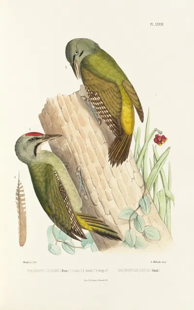 Monographie des picidées pl20 by Alfred Malherbe, 1861-1862 — digital art print download