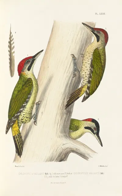 Monographie des picidées pl21 by Alfred Malherbe, 1861-1862 — digital art print download