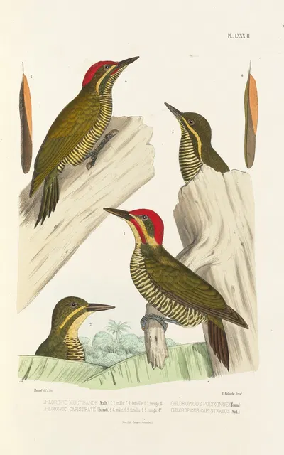 Monographie des picidées pl22 by Alfred Malherbe, 1861-1862 — digital art print download