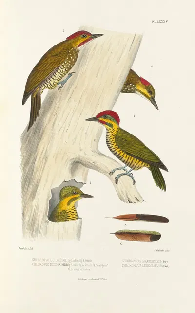 Monographie des picidées pl24 by Alfred Malherbe, 1861-1862 — digital art print download
