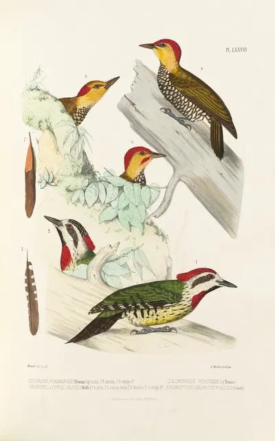 Monographie des picidées pl25 by Alfred Malherbe, 1861-1862 — digital art print download