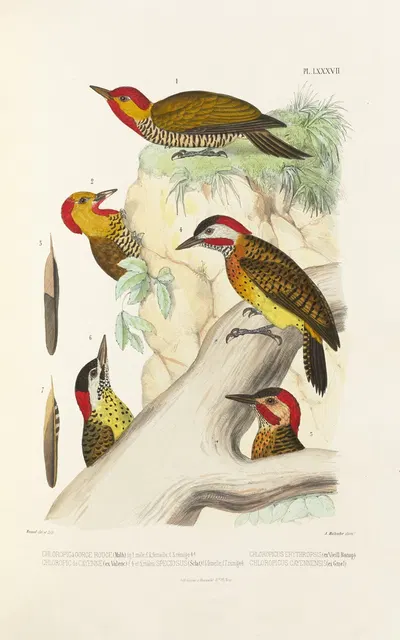 Monographie des picidées pl26 by Alfred Malherbe, 1861-1862 — digital art print download