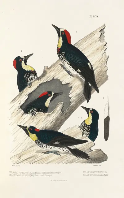 Monographie des picidées pl28 by Alfred Malherbe, 1861-1862 — digital art print download