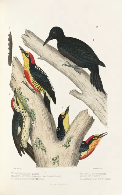 Monographie des picidées pl29 by Alfred Malherbe, 1861-1862 — digital art print download