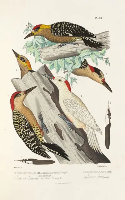 Monographie des picidées pl31 by Alfred Malherbe, 1861-1862 — digital art print download