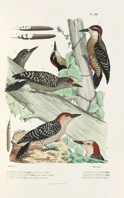 Monographie des picidées pl32 by Alfred Malherbe, 1861-1862 — digital art print download