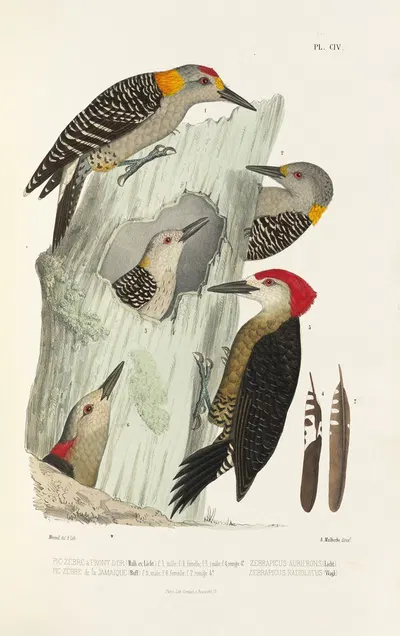 Monographie des picidées pl33 by Alfred Malherbe, 1861-1862 — digital art print download