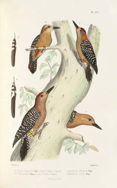 Monographie des picidées pl35 by Alfred Malherbe, 1861-1862 — digital art print download