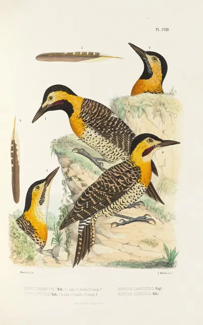 Monographie des picidées pl37 by Alfred Malherbe, 1861-1862 — digital art print download