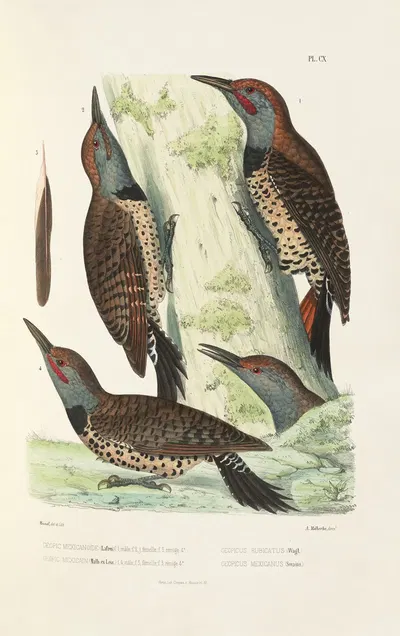 Monographie des picidées pl39 by Alfred Malherbe, 1861-1862 — digital art print download