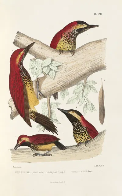 Monographie des picidées pl41 by Alfred Malherbe, 1861-1862 — digital art print download