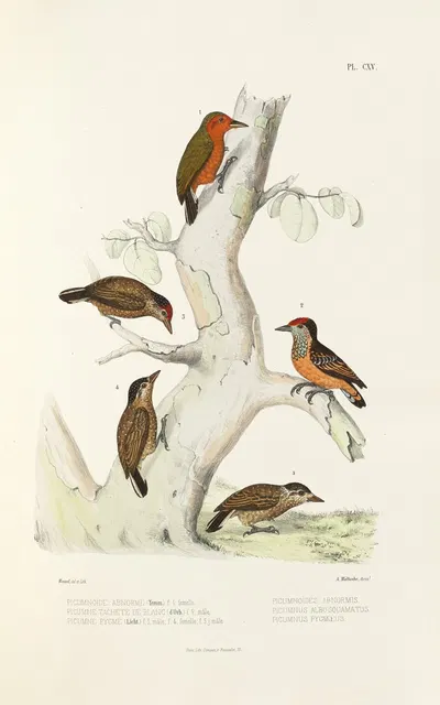 Monographie des picidées pl44 by Alfred Malherbe, 1861-1862 — digital art print download