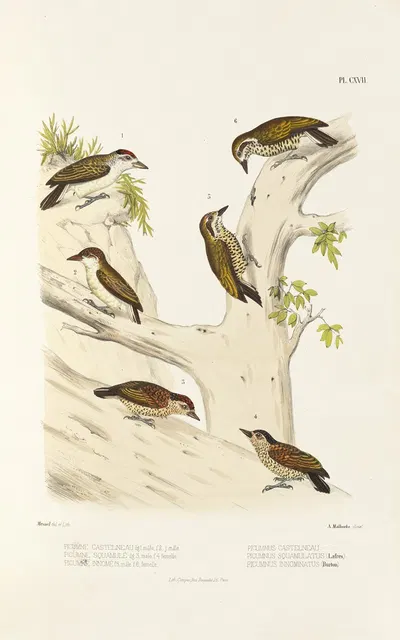 Monographie des picidées pl46 by Alfred Malherbe, 1861-1862 — digital art print download