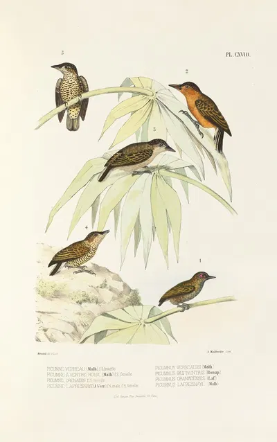Monographie des picidées pl47 by Alfred Malherbe, 1861-1862 — digital art print download