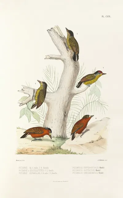 Monographie des picidées pl48 by Alfred Malherbe, 1861-1862 — digital art print download