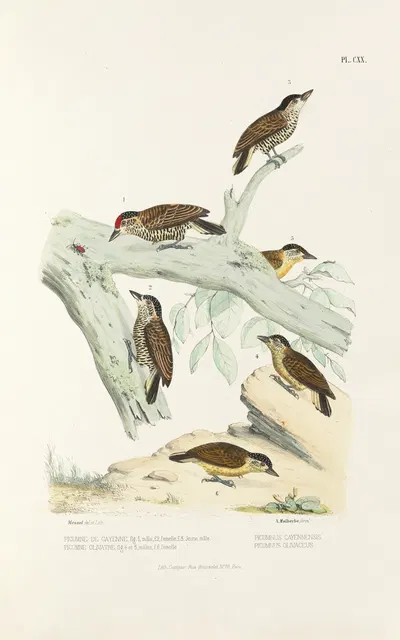 Monographie des picidées pl49 by Alfred Malherbe, 1861-1862 — digital art print download