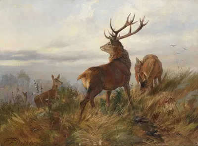 Rotwild in der Morgendämmerung by Карл Фридрих Дейкер — digital art print download