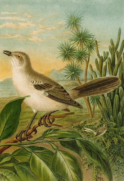 Die Nordamerikanische Vogelwelt pl04 by Кристиан Антон Гёринг, 1891 — digital art print download