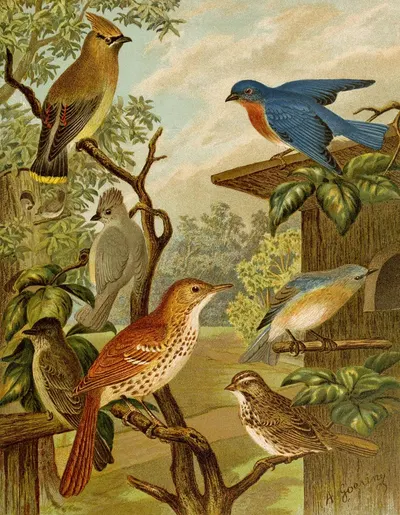 Die Nordamerikanische Vogelwelt pl06 by Кристиан Антон Гёринг, 1891 — digital art print download
