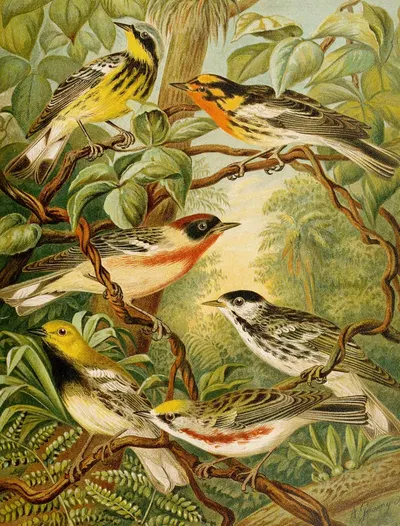 Die Nordamerikanische Vogelwelt pl13 by Кристиан Антон Гёринг, 1891 — digital art print download