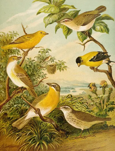 Die Nordamerikanische Vogelwelt pl16 by Кристиан Антон Гёринг, 1891 — digital art print download