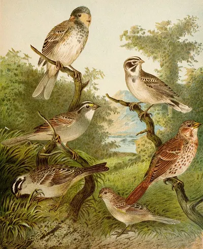 Die Nordamerikanische Vogelwelt pl25 by Christian Anton Goering, 1891 — digital art print download