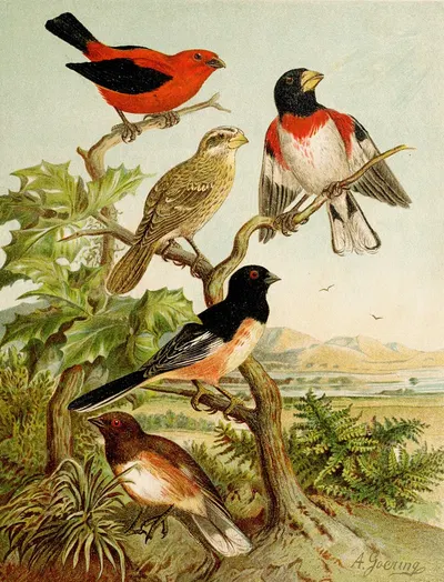Die Nordamerikanische Vogelwelt pl26 by Кристиан Антон Гёринг, 1891 — digital art print download