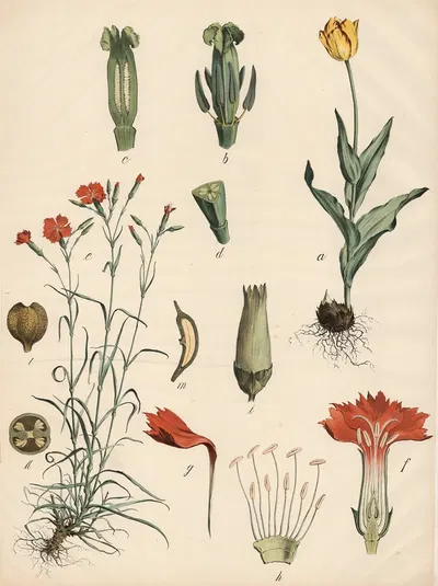 Tulpe u. Nelke by Franz Engleder, 1911 — digital art print download