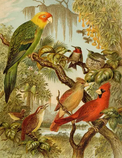 Die Nordamerikanische Vogelwelt pl27 by Кристиан Антон Гёринг, 1891 — digital art print download