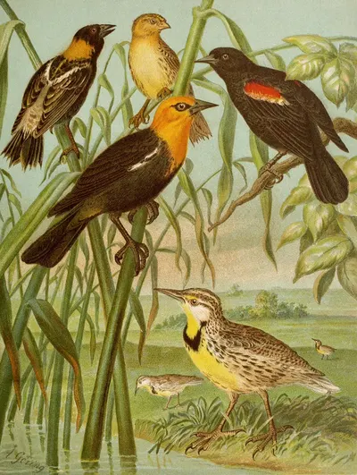Die Nordamerikanische Vogelwelt pl30 by Кристиан Антон Гёринг, 1891 — digital art print download