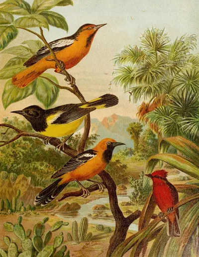 Die Nordamerikanische Vogelwelt pl31 by Кристиан Антон Гёринг, 1891 — digital art print download