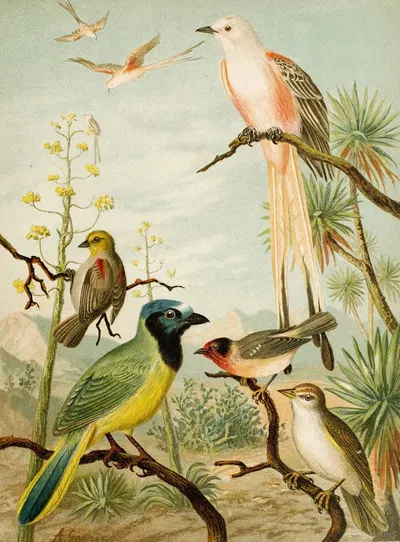 Die Nordamerikanische Vogelwelt pl32 by Кристиан Антон Гёринг, 1891 — digital art print download