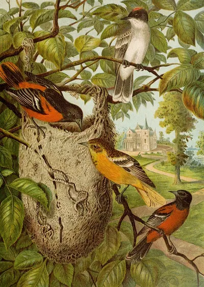 Die Nordamerikanische Vogelwelt pl33 by Кристиан Антон Гёринг, 1891 — digital art print download