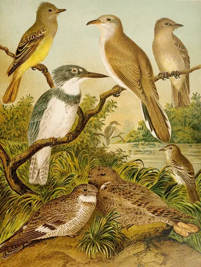 Die Nordamerikanische Vogelwelt pl34 by Кристиан Антон Гёринг, 1891 — digital art print download