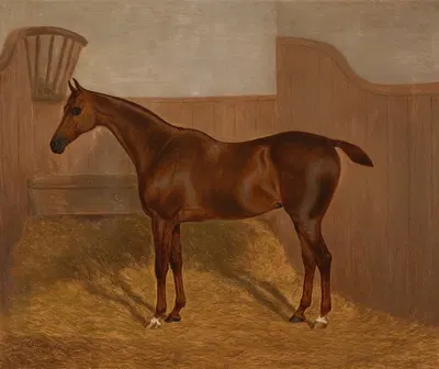 Pferdeportrait by F Clifton, 1883 — digital art print download