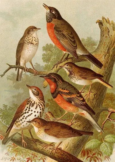 Die Nordamerikanische Vogelwelt pl02 by Gustav Mützel, 1891 — digital art print download